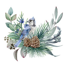 Floral Rustic Winter Arrangement Watercolor Illustration. Hand Drawn Natural Decor With Blue Jay Bird, Pine, Juniper, Eucalyptus Leaves. Christmas Season Decoration Isolated On White Background
