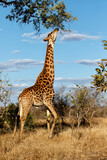 Fototapeta Sawanna - Giraffe searching for food in the Kruger National Park in South Africa
