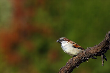 Naklejka na meble The house sparrow (Passer domesticus) on a branch with a colorfull background. Little brown European singer on a twig.