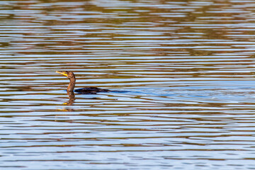 Wall Mural - cormorant in the water