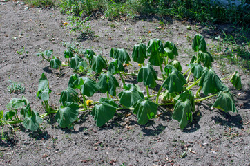 Pumpkin leaves wilted from heat and drought.