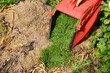 Composting grass clippings. Dumping grass from the mower bin.