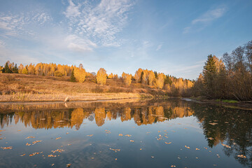 Wall Mural - autumn landscape, picturesque forest with a mirror symmetrical reflection in the river of yellow, go