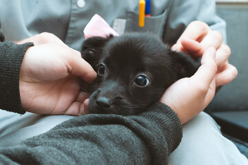 partial view of veterinarian and volunteer holding cute black scared puppy in shelter