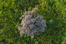 Aerial View Of Growing Sea Lavender (limonium) And Salicornia