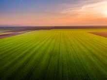 Aerial View Of Vast Green Wheat Field At Sunset