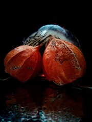 two physalis plants illuminated in the dark in creative macro photography