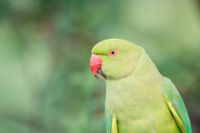 Close Up Of Rose Ringed Parakeet