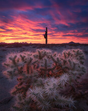 Scenic View Of Saguaro Plants On Desert Landscape During Sunset