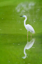 Great White Egret Standing In Water