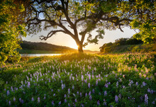 View Of Lupine Wildflowers And Valley Oak Tree By River