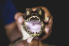 Close Up Of Man's Hands Holding Caiman