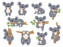 Cute Cartoon Koala. Lazy Koalas With Eucalyptus. Little Funny Rainforest Animals. Australian Bear Sleeping On Tropical Tree Vector Set. Lazy Koala Cute And Tree Eucalyptus, Character Cartoon Wildlife
