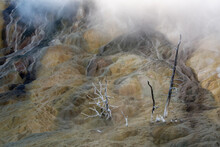 View Of Frosted Trees With Steam At Mammoth Hot Springs