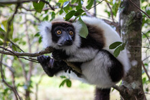 Close Up Of Black And White Ruffed Lemur Sitting On Branch