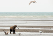 Grizzly Bear Cub Keeping Eye On Seagulls To Protect Salmon