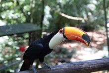Close Up Of Toucan Perching On Branch