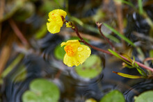 Utricularia Vulgaris, A Kind Of Carnivorous Plant, It Grows In Pond. Bladderwort - Utricularia Australis 
