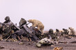 © Tandem Stock - View of polar bear on whale bone pile looking for food