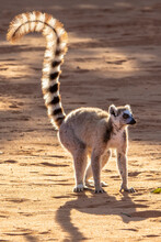Close Up Of Ring Tailed Lemur Standing On Sand