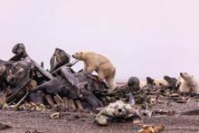 View Of Polar Bear On Whale Bone Pile Looking For Food