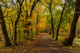 Fototapeta Sypialnia - Maizerets Park in Quebec city, mid autumn