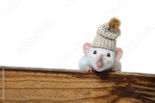 funny rats in a knitted hat looks with interest from behind a wooden board on a white background