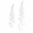 Hand drawn outline delphinium flower line on white background.