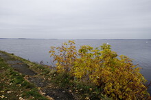 View Of The Sea Over A Yellow Bush In Autumn