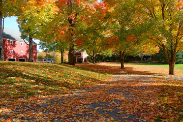 Wall Mural - colorful trees and fallen leaves in the residential area in autumn