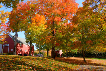 Wall Mural - colorful trees and fallen leaves in the residential area in autumn