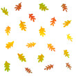 A pattern with yellow and red autumn leaves, white background