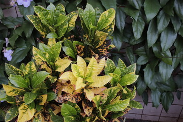 leaves in the garden