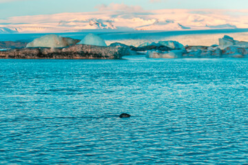 Wall Mural - fur seal swims among glaciers in winter in Iceland. Breathtaking natural landscape