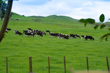 Poster - Young calves grazing in field of lush green grass beyond fence.