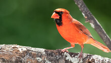 Alert Northern Cardinal Perched In A Tree