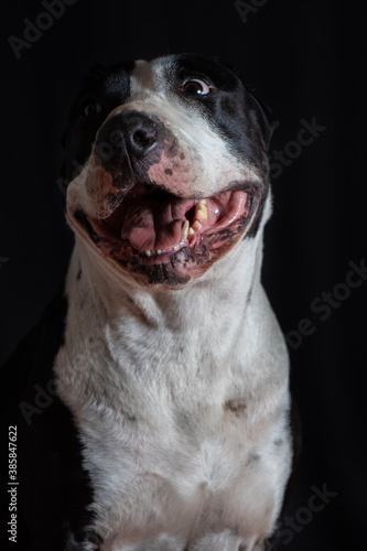 46 909 Perro Wall Murals Canvas Prints Stickers Wallsheaven