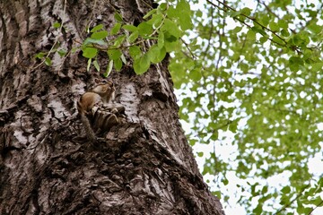 A squirrel sitting on the tree in summer