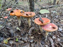 4 Orange Fly Agaric In The Forest.