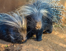 Cape Porcupine Or South African Porcupine ( Hystrix Africaeaustralis ) In A Zoo With White Sharp Spines And Inconspicuous Tail