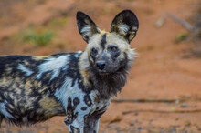 Portrait Of African Wild Painted Dog Or Lycaon Pictus Taken During A Safari In A Game Reserve In South Africa