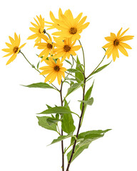 Flowers of Jerusalem Artichoke (Earth Apple), lat. Helianthus tuberosus L. or girasol, isolated on white background