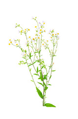Wall Mural - bunch of wildflowers with small white flowers. studio photo