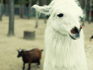 young smiling goat