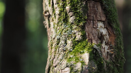 Mossy Woodland Tree 2