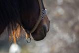 Fototapeta Konie - Horse in cold winter day, close up