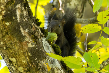 Squirrel eating walnuts on the tree 