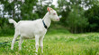 Goat In Field