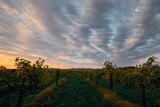 Fototapeta Na ścianę - Autumn, earlier in the morning, the first rays of the sun illuminate the vineyards. North Caucasus, vineyards after harvest. Vineyard landscape, sky covered with clouds, copy space