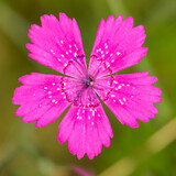 maiden pink (Dianthus deltoides) flower